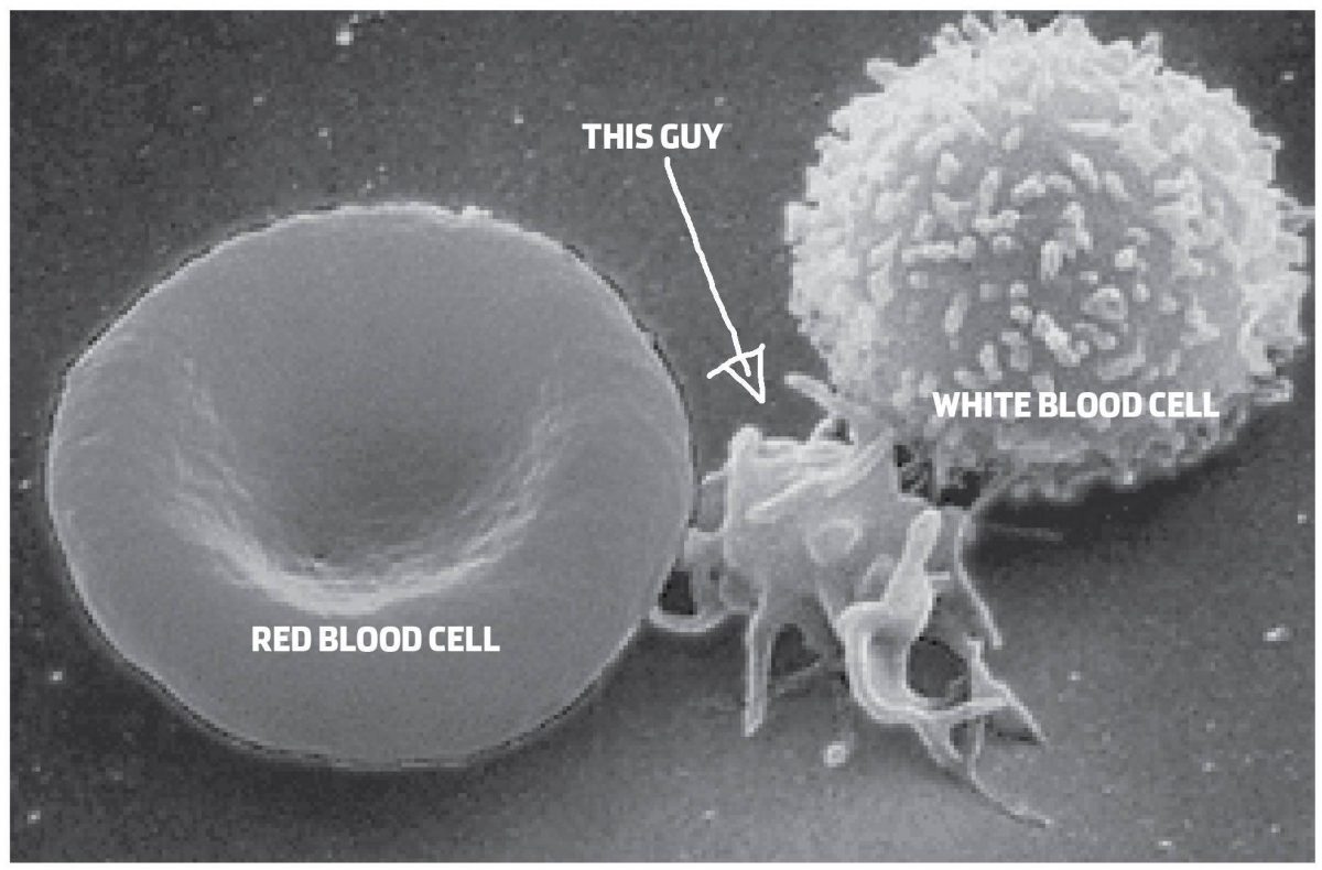 What Are Platelets And Why Do We Need Them We Are Blood